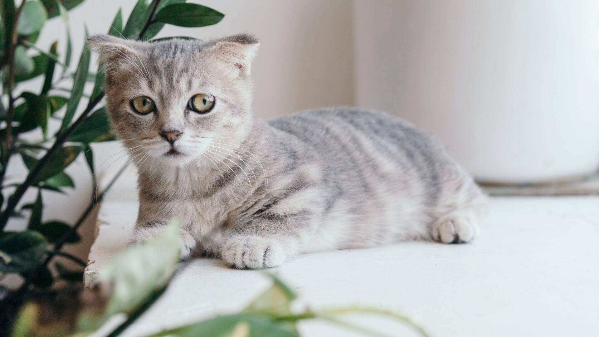 About Boston Veterinary Specialists Vet In Dedham, MA