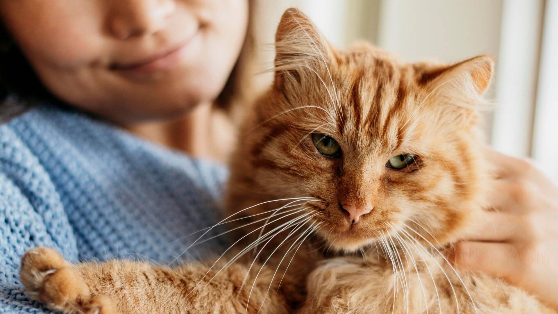 Dedham, MA Veterinary Jobs Boston Veterinary Specialists