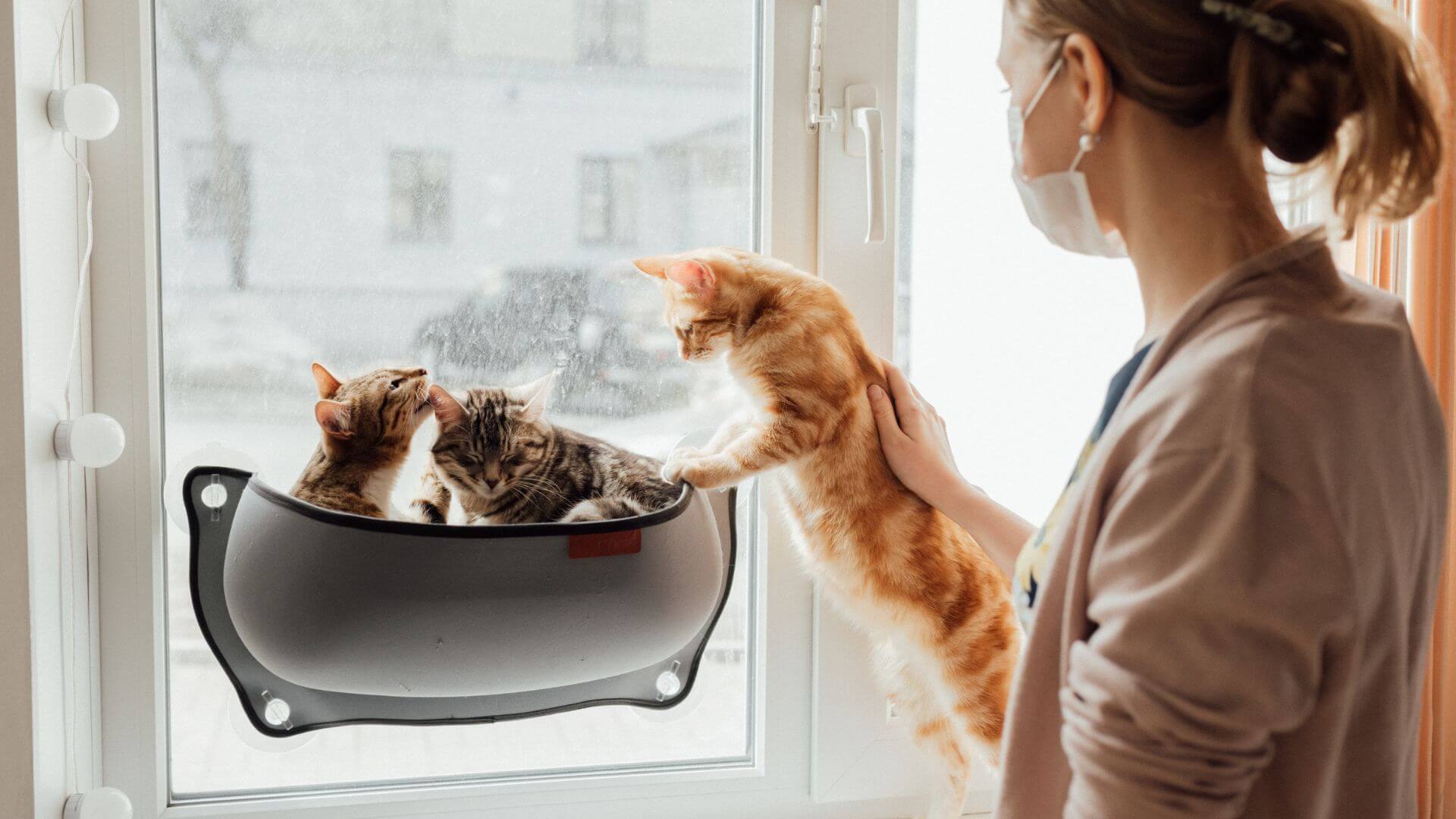 Dedham, MA Veterinary FAQs Boston Veterinary Specialists