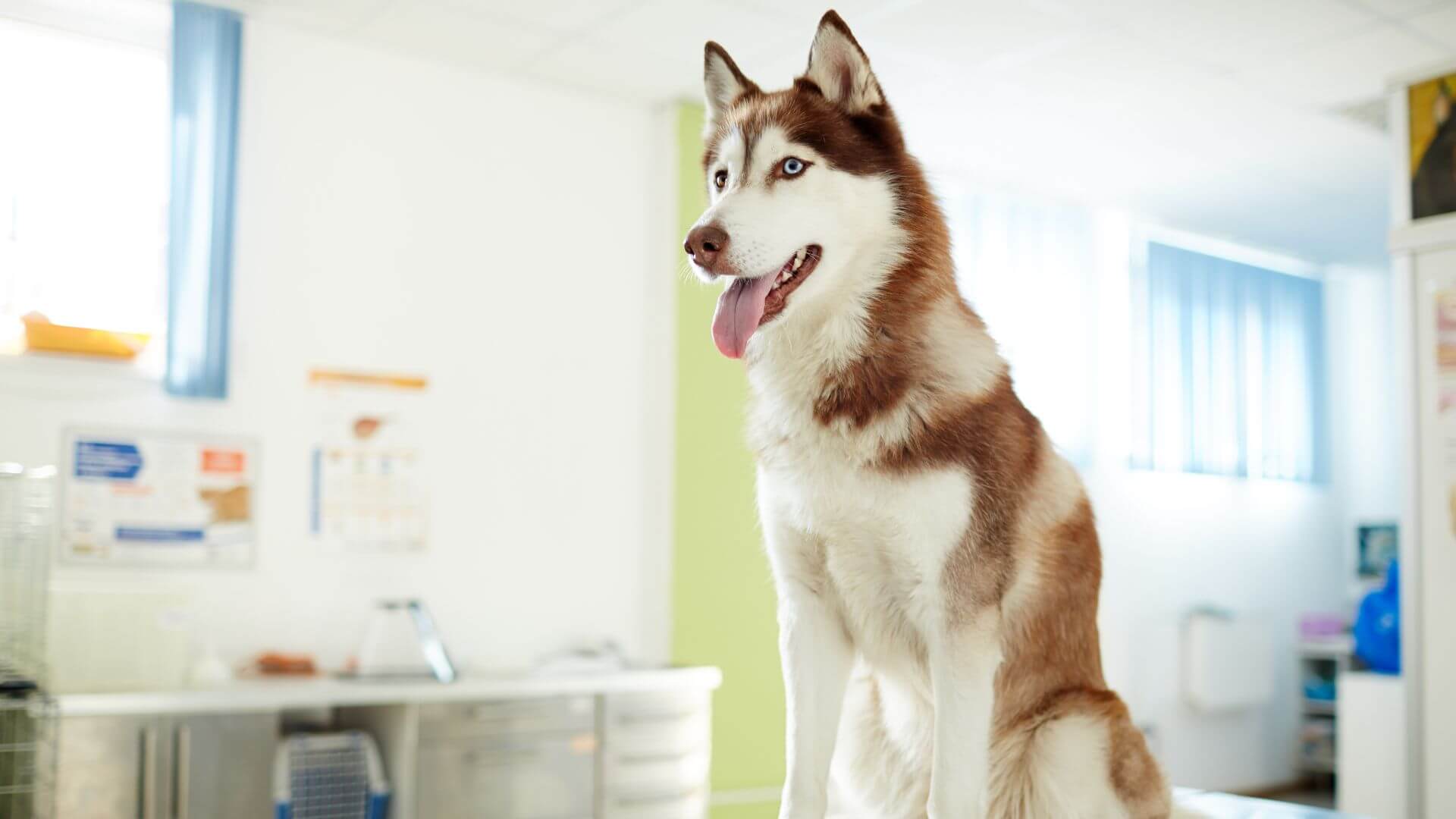Resources Boston Veterinary Specialists