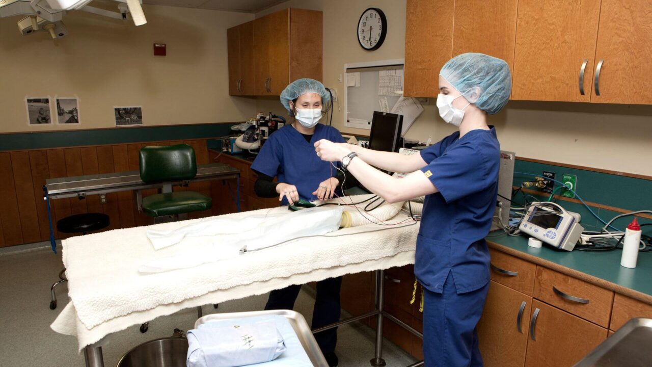 Dedham, MA Veterinary Services BVS